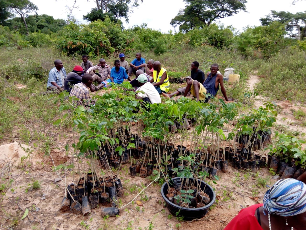 Tree Planting