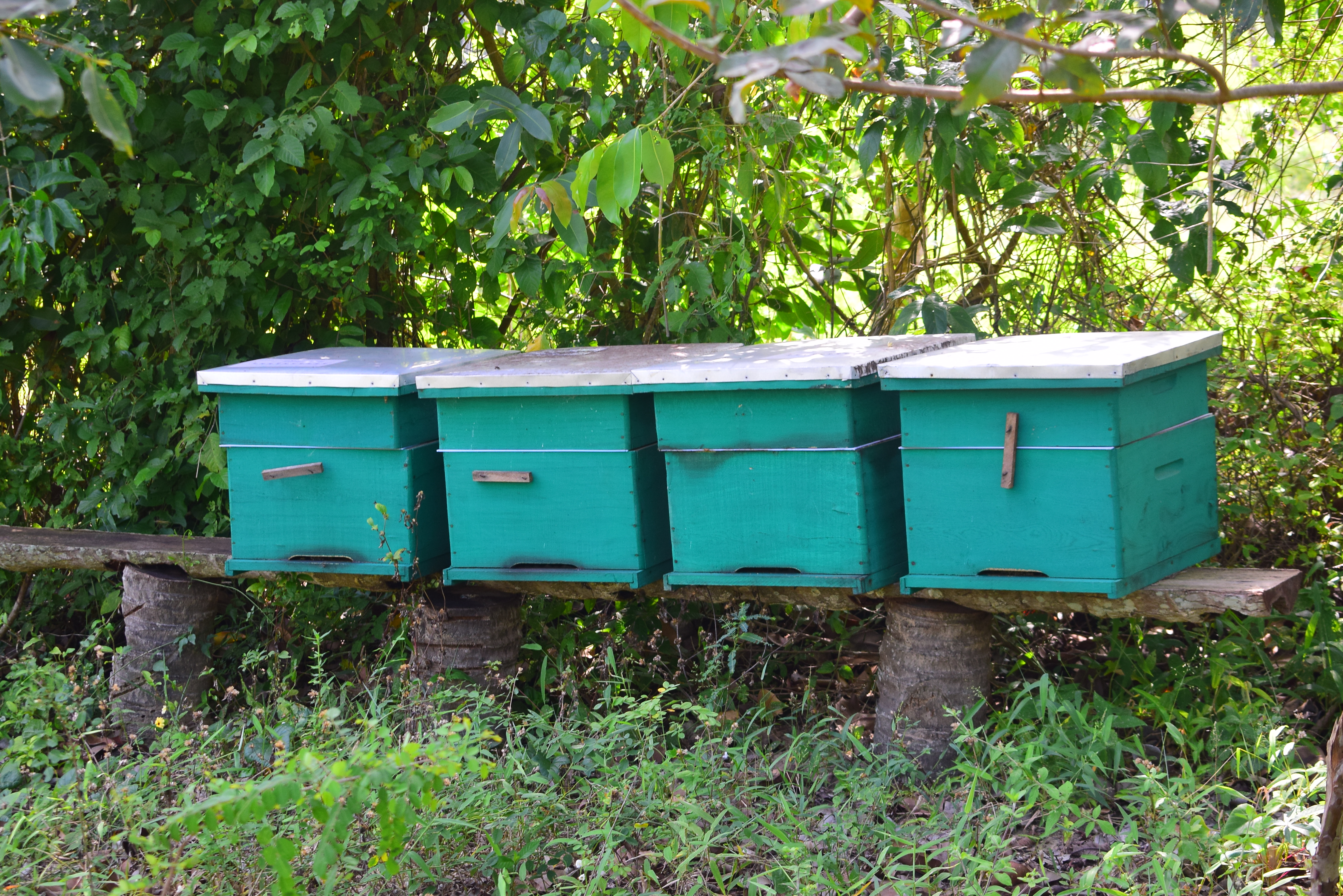 Agricultural Programs